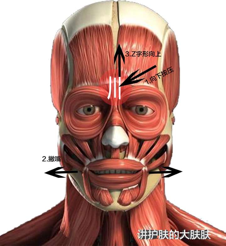 相关的肌肉群在这种力与应力的过程中得到训练,肌肉张力提升在崭鲻