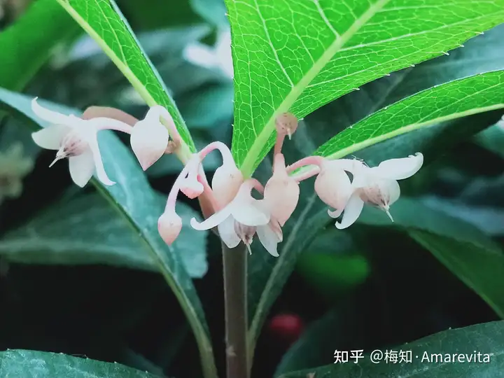 端午节：六月十四日，2021年，365日，一日七话题（6月14号端午节放假）