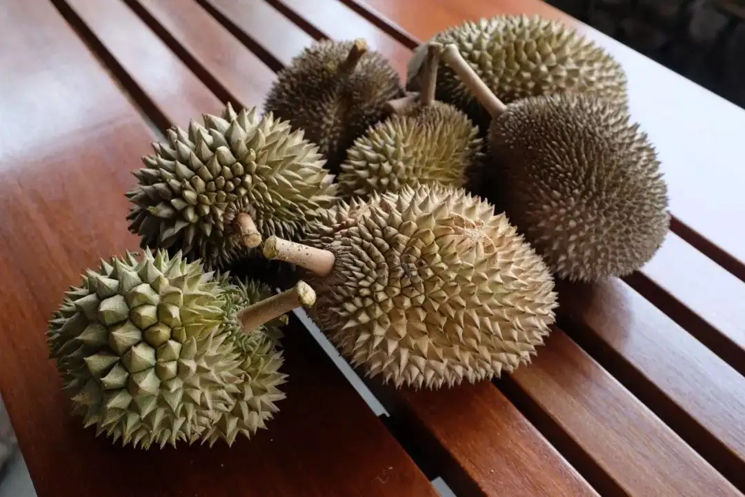 榴莲庄园的果树下 我才知道什么是梦幻般的滋味 知乎