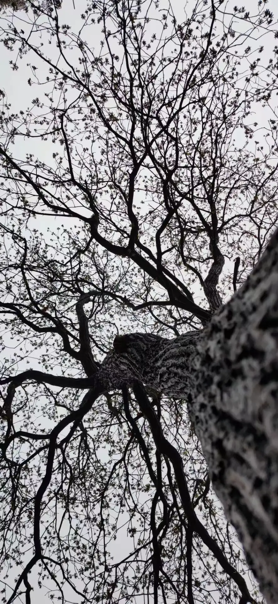 由香港问题想到的教育缺失问题