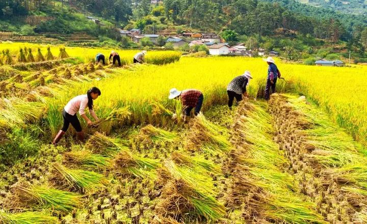 图片[2]-也谈“麦苗青储”，中国粮食安全不应光靠农民来保障-墨铺
