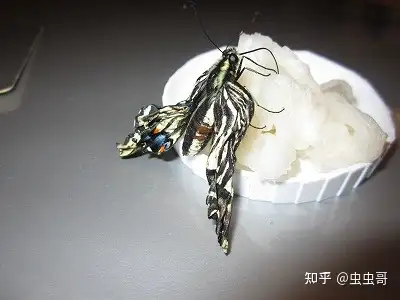 毛毛虫化蝶有失败的吗? - 知乎