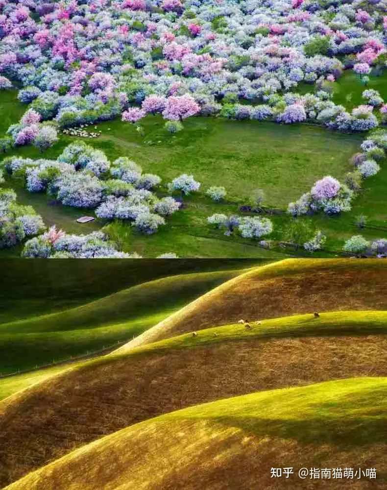 4月到8月之间去新疆 都能赏到什么花 知乎