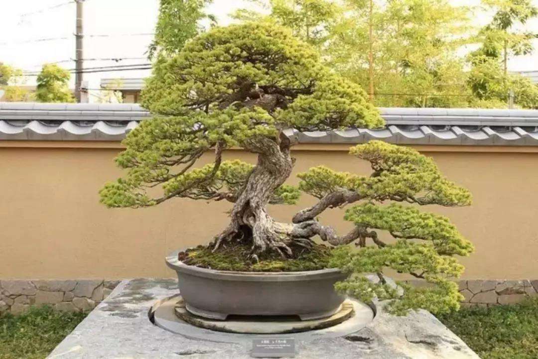 盆景价格要是高起来 连卖家自己都害怕 知乎