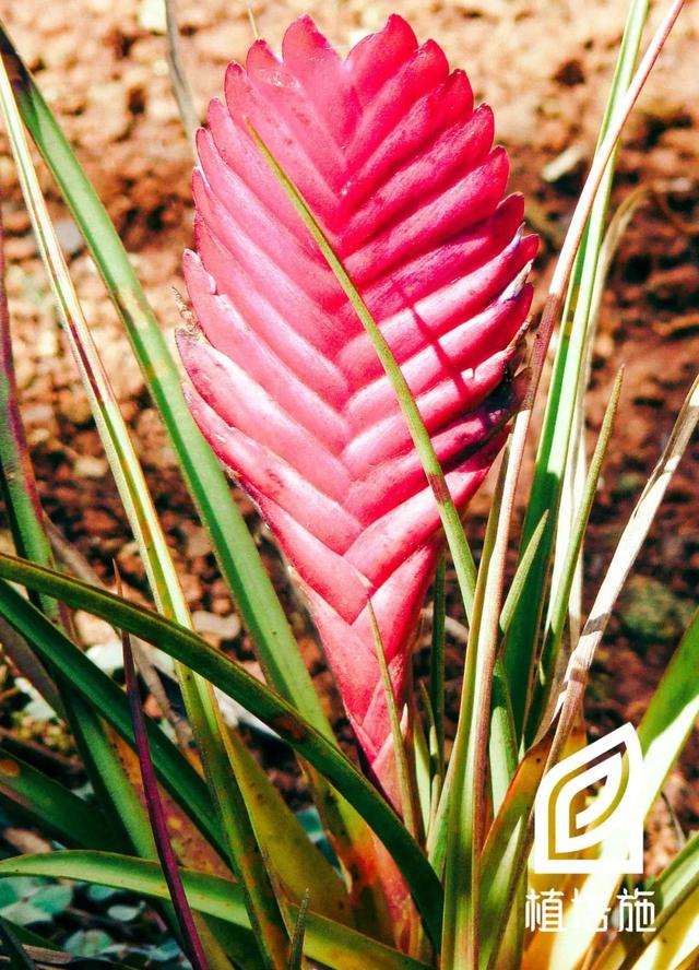 植培施 铁兰tillandsia Cyanea 温室花卉栽培手册 知乎