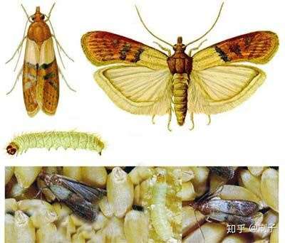 这两个都是鳞翅目,一个是蜡螟科还有一个是斑螟科