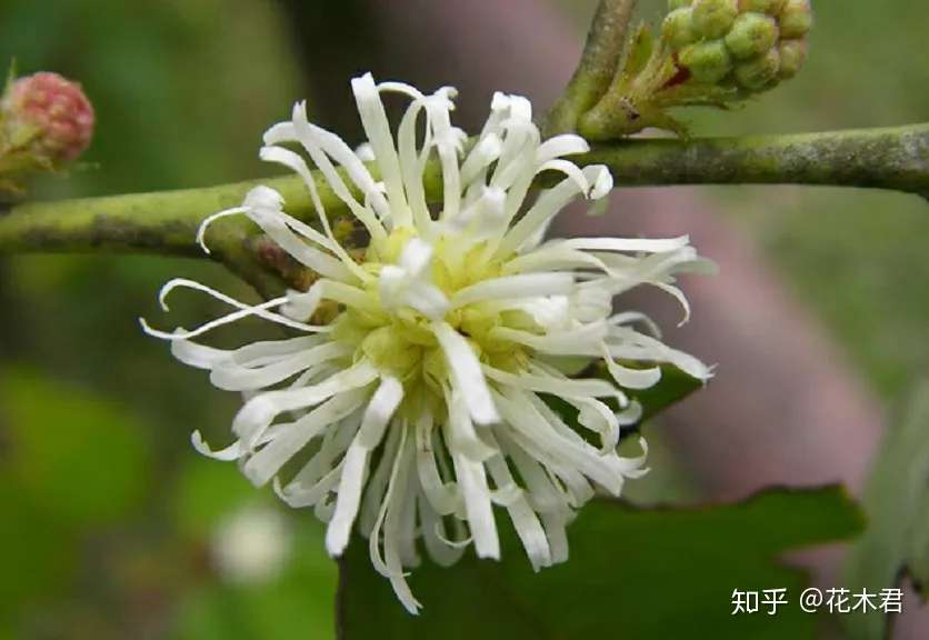 国家 级珍稀濒危物种 花朵皎洁 犹如雪球的四药门花 知乎