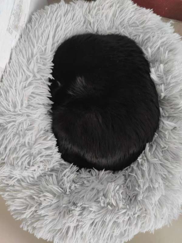 猫楠 的想法 猫是一种神秘的动物，它们的优雅和独立性… 知乎