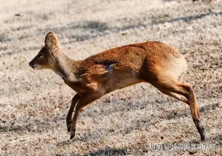 10/15 合法的に屠殺され冷凍された3～5歳の雄鹿。福岡県朝倉市の鹿肉は