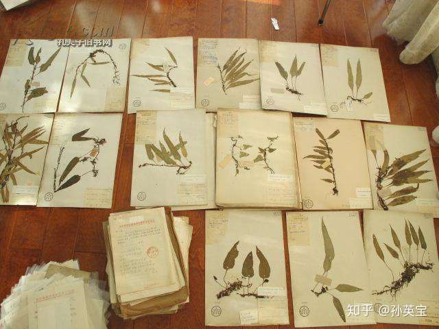 中国蕨类植物学的奠基人 秦仁昌 知乎