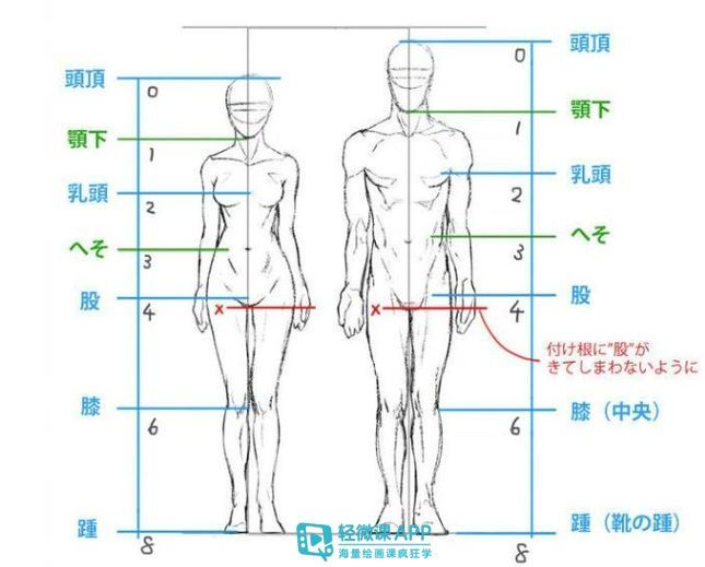 1,人體比例 2,人體動態 3,人體體塊 男女人體比例存在一定的差異,主要