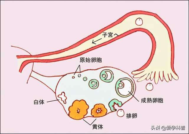 黄体酮在身体哪个部位图片