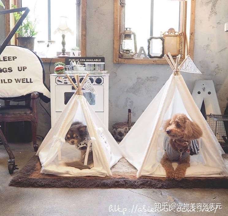 敲重点 宠物店装修干货 知乎