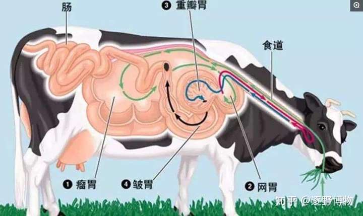 大熊猫身体器官图解图片