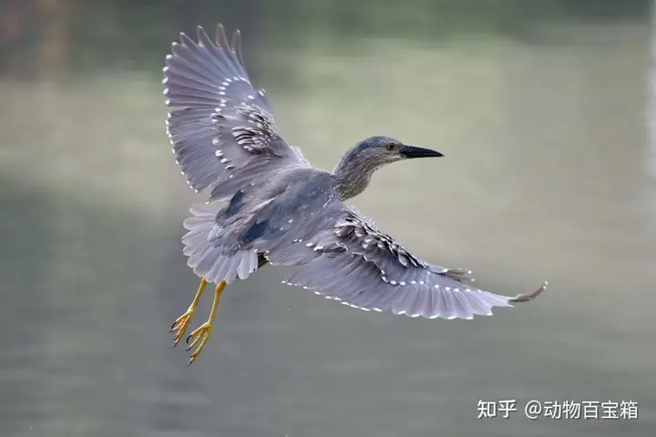 世界上最致命的8种鸟类，第一名的危险水平，远超我们的认知！（养孔雀犯法吗）