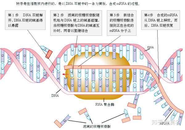 脱氧核糖核酸(dna) 核糖核酸(rna) 分子生物学 是什么驱使dna进行复制