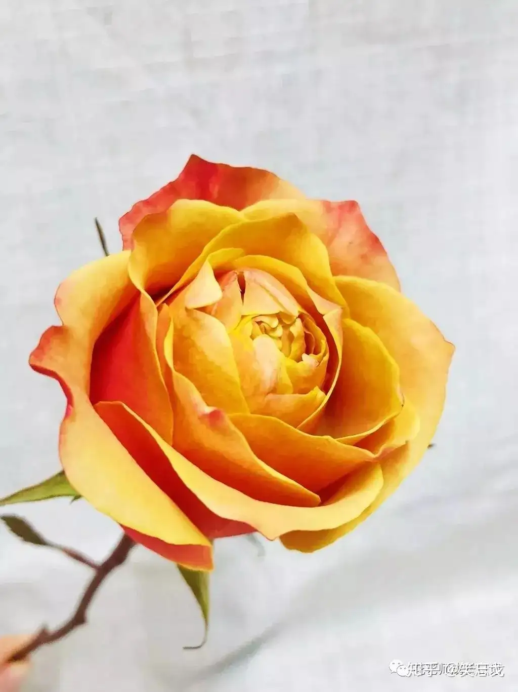10种黄色玫瑰品种 每一种都是最明媚灿烂的颜色 知乎
