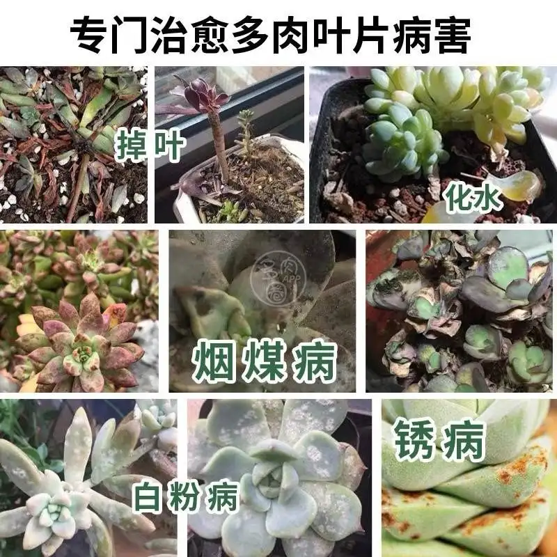 多肉遇到虫害和病害怎么办 教你几招 学会分分钟变大神 知乎