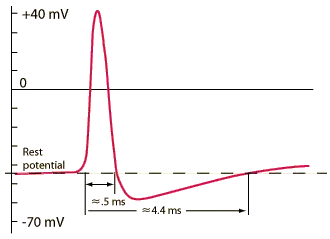 人体细胞是如何产生电信号与化学信号的? - 知乎