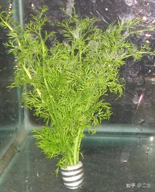 5种最佳的弱光水族馆植物 阴性水草 知乎