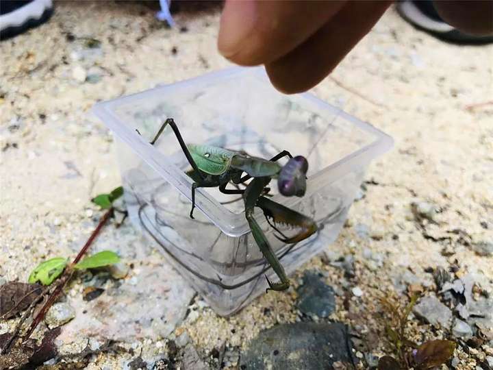 铁线虫是什么生物（铁线虫到底有多可怕）