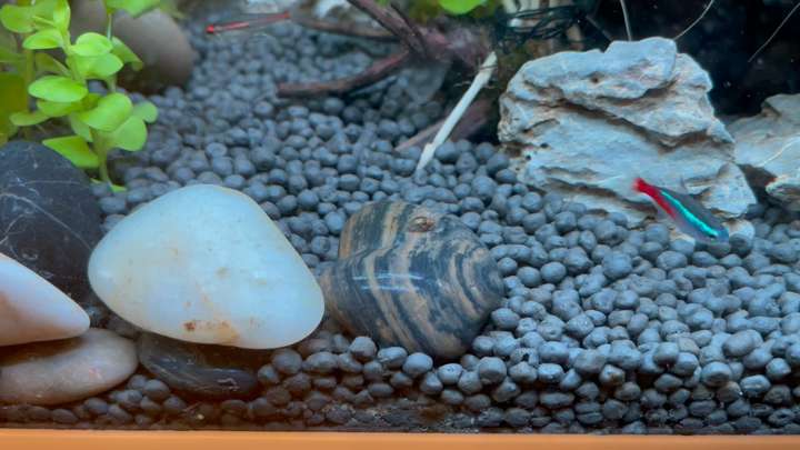 请问这是紫纹神秘螺吗?