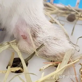 兔子指甲断了流血怎样处理