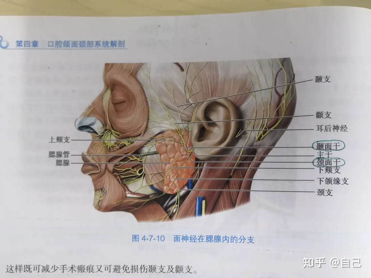 口腔解剖学