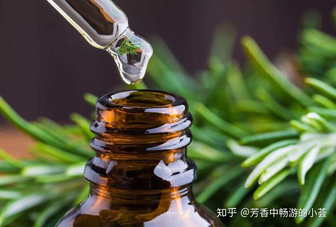 精油化学成分分析之马鞭草酮迷迭香精油和纯露的功效 知乎 精油化学成分分析之马鞭草酮迷迭香精油和纯露的功效 知乎