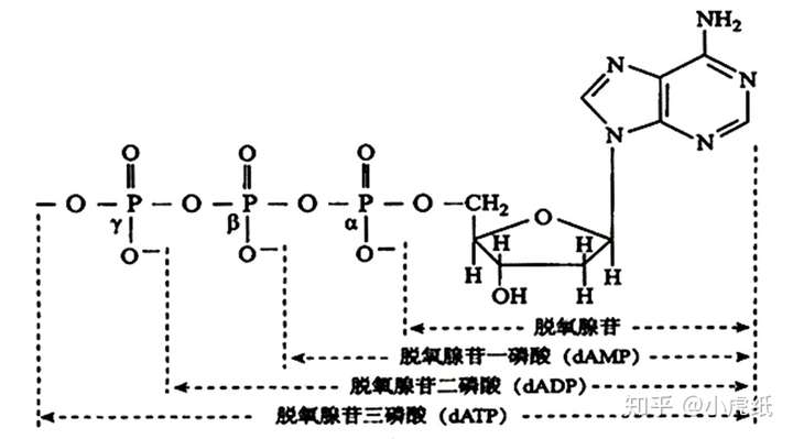 为什么dna在复制过程中不会产生水