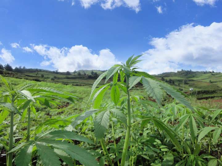 麻王集团 工业大麻种植 你想知道的都在这里 汉麻视界 工业大麻资讯网