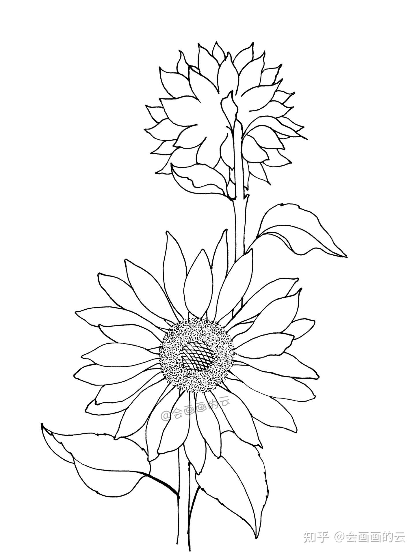 画画就是这么简单 教你如何用一支笔画线描花卉 知乎 画画就是这么简单 教你如何用一支笔画线描花卉 知乎