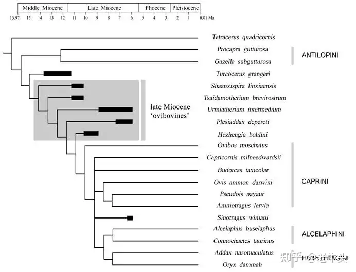 Early Humans' Brains Were More Apelike than Modern