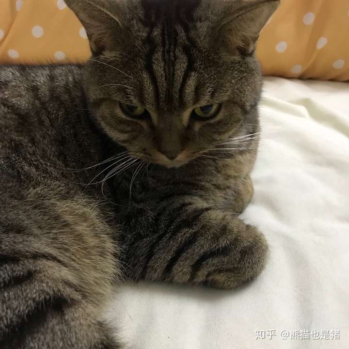 为什么狸花猫看起来很精明霸气?