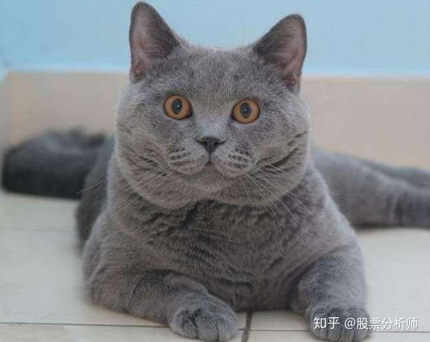 蓝猫 明明是灰色的为什么叫蓝猫 知乎