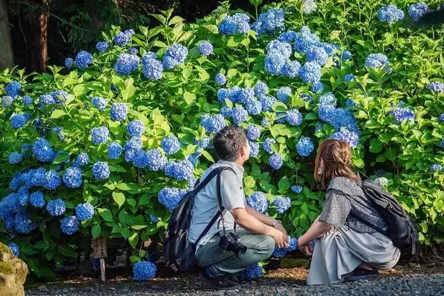 初夏限定 错过4月的樱花 雨季的紫阳花来了 知乎