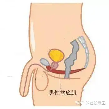 内部,你在上厕所的时候,撒尿过程中常识把尿憋停,使用的肌肉就是pc肌