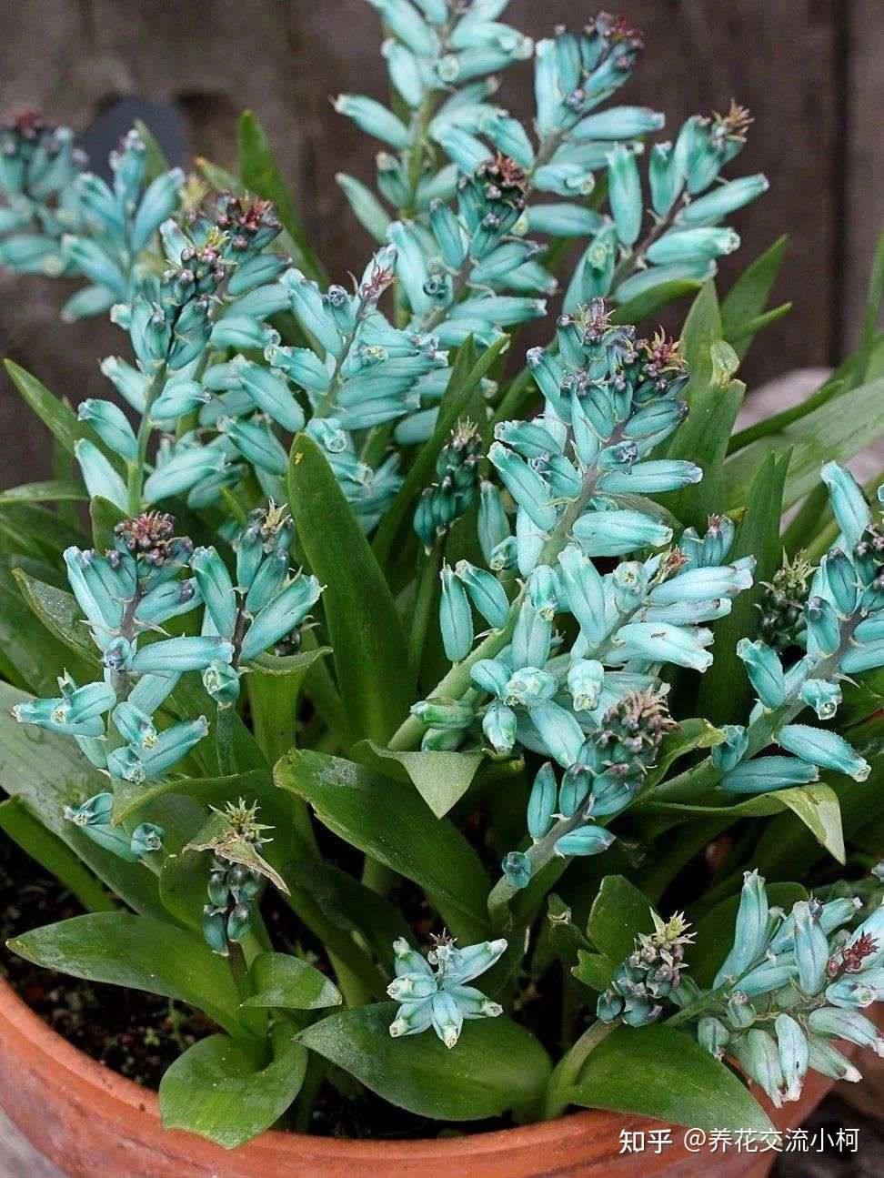 很小众的绿松石立金花 花朵如一串串绿色宝石 好养好看又不贵 知乎