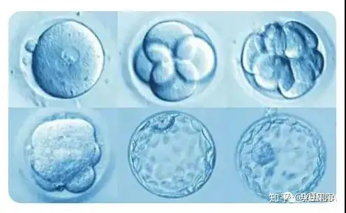 成都供卵试管助孕机构（IVF辅助生殖科普）