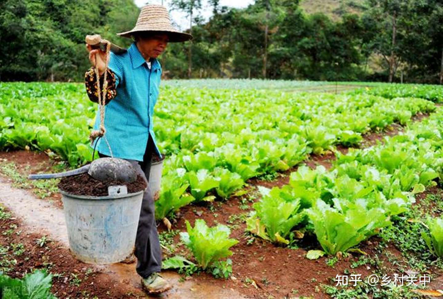 农民给自家菜地施农家肥 出售的菜地却施化肥 为何言行不一 知乎