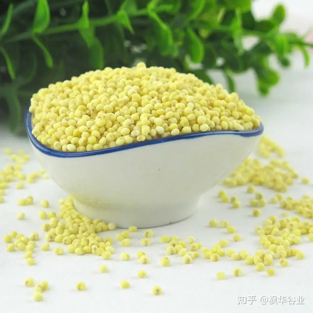 什么是黍米 黍米有哪些作用呢 知乎