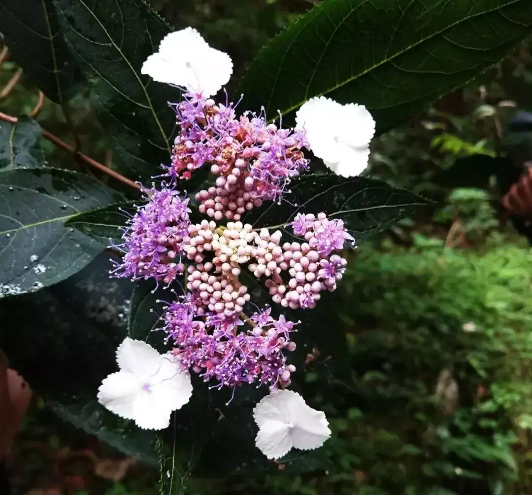 第14期 幽林秘境中的群芳众卉 知乎