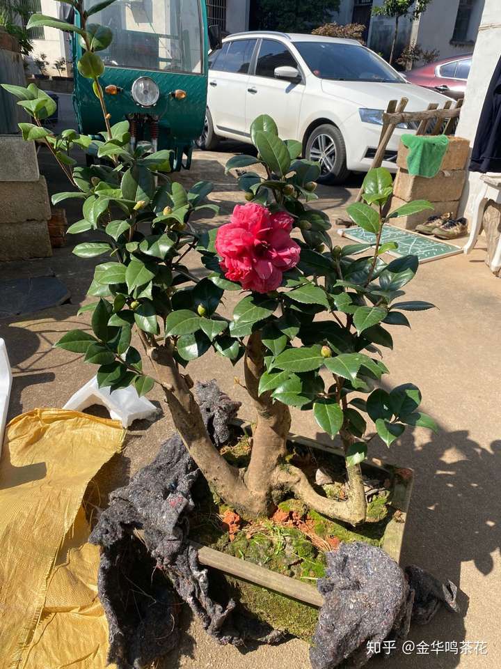越姿等茶花盆景