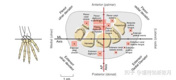 腕和手的功能解剖 知乎