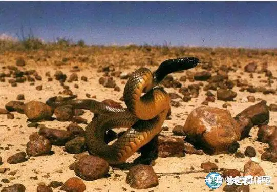 Most venomous snake, photo by Chinese network