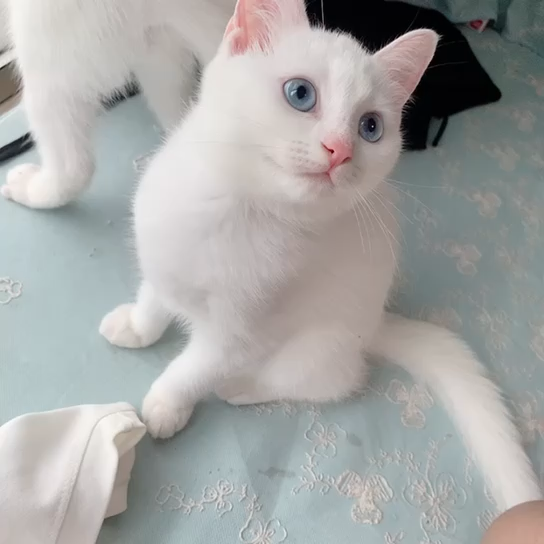 这是英短纯白吗?