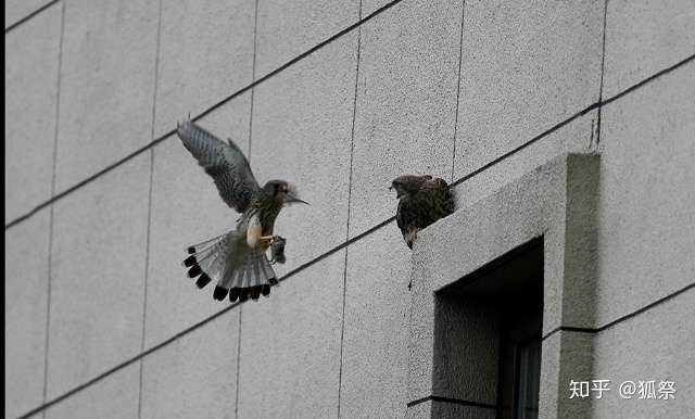 城里来了野生动物 猛禽红隼夫妇落户右安门 两口变六口 知乎