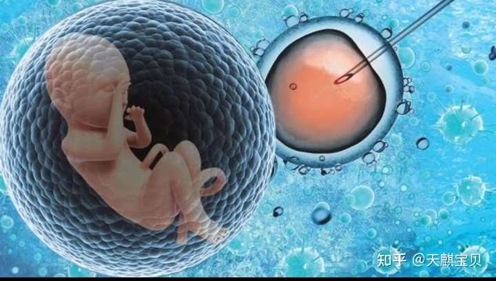 试管婴儿(又称体外受精,胚胎移植术)(图4)