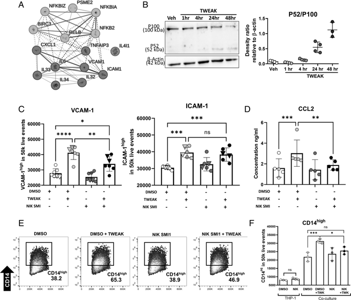 TNFSF12/TWEAK 調(diào)節(jié)結(jié)腸炎性成纖維細(xì)胞分化并促進(jìn)成纖維細(xì)胞-單核細(xì)胞相互作用