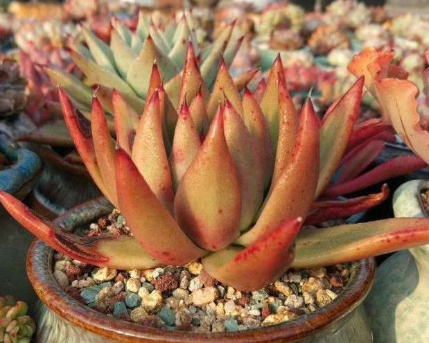 多肉植物总是徒长 学会这一招 让你的多肉年年爆盆开花 知乎